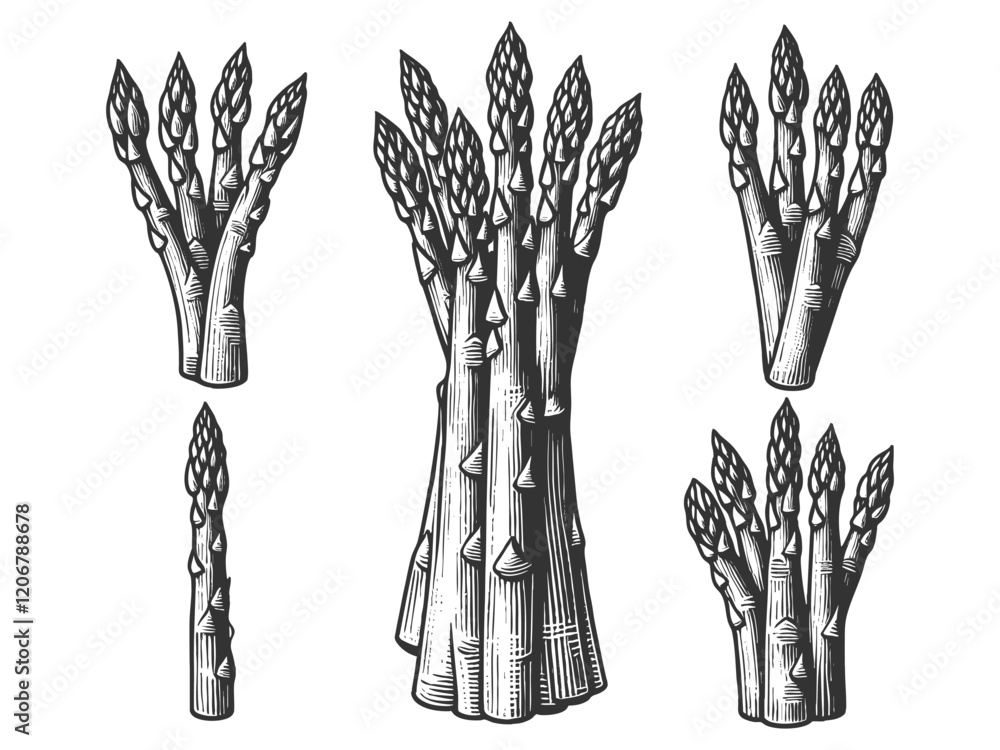 Poster asparagus spears in a classic vintage style, showcasing intricate texture and botanical charm sketch