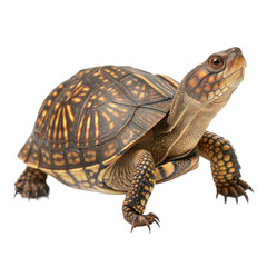 Fototapeta premium Box Turtle AI Generated Image