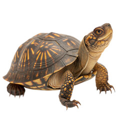 Obraz premium Box Turtle AI Generated Image