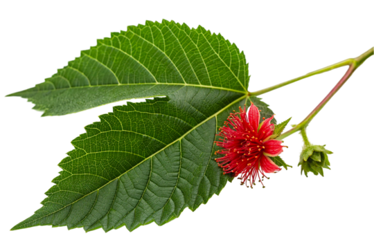leaf with flower