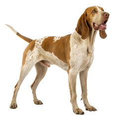 Bracco Italiano AI Generated Image