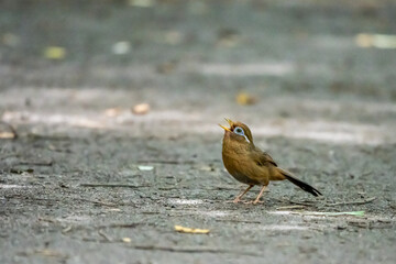 公園の砂利道で鳴くガビチョウ