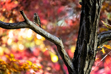紅葉の中で木の幹の中の虫を狙うコゲラ