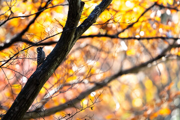 紅葉の中で木の幹の中の虫を狙うコゲラ