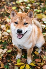 Adorable Shiba Inu with a joyful expression sitting on colorful autumn leaves in a beautiful park.