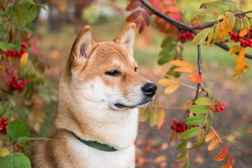 Close-up portrait of a Shiba Inu dog with a blurred background of red autumn leaves.
