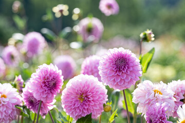 光を受けているピンクのダリアの花
