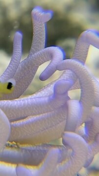Colorful clownfish find their new home among glowing tentacles of bubble tip anemone in Red Sea. Underwater world comes alive with vibrant colors and intriguing marine life interactions.