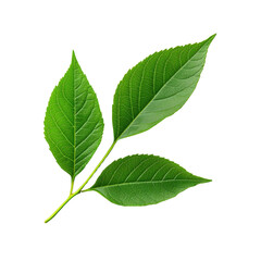 Obraz premium Fresh green leaves on a transparent background