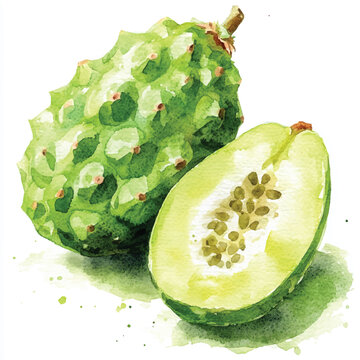  Curuba fruit watercolor clipart illustratration 