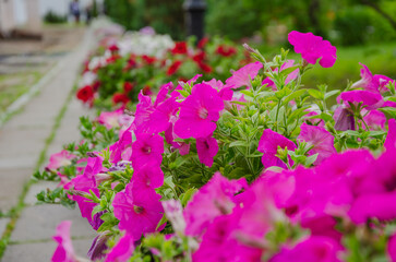 Petunia flowers pink and red decorate gardens