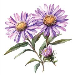 Aster watercolor clipart illustration