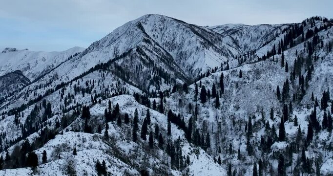 trees and snowy mountains