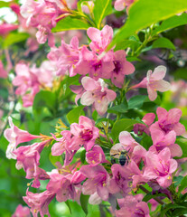 Close-up of Pink Flowers with a Bee in a Lush Green Garden