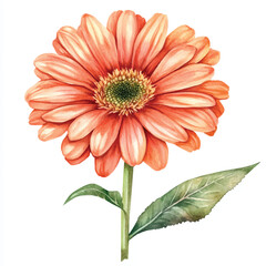 gerbera flower watercolor clipart illustration