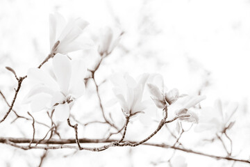 Elegant white magnolia flowers on branches in soft focus with high key lighting