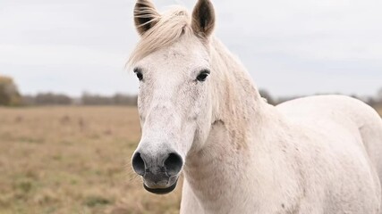 White horse standing tall on green meadow, strength exuding from muscular frame, strength that captivates the eye, strength paired with serene pastoral scenery