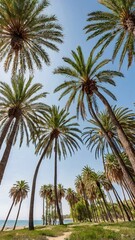 Fototapeta premium palm trees with branches and leaves in the park of the beach 