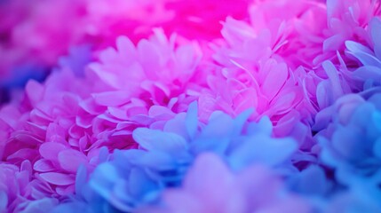 Vibrant Pink and Blue Flower Petals in Soft Focus Creating a Dreamy Background Scene