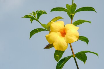 Bright yellow Allamanda flowers in full bloom against a clear sky