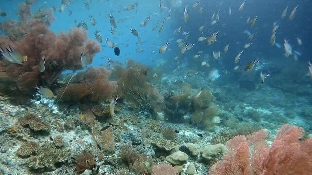 Colourful sea fans and reef fish in front of an underwater window. The camera moving slowly forward revealing a shallow lagoon with stunning hard coral