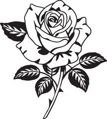 black and white rose