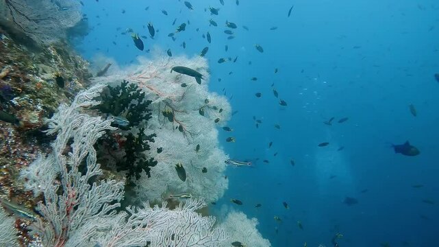 Many colourful Gorgonian sea fans on a healthy coral reef with many species of small reef fish living in and around them.
