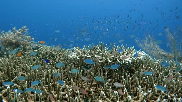 Many small blue fish feeding above a hard coral where they find shelter from large predators