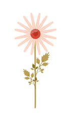 The flower plant is a chamomile with long petals