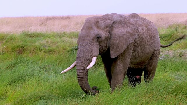 A big old bull elephant eats grass in Serengeti National Park, Tanzania, Africa