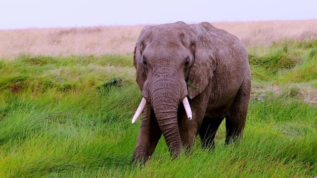 A big old bull elephant eats grass in Serengeti National Park, Tanzania, Africa
