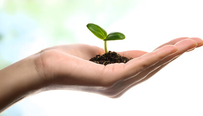 手のひらの上の芽