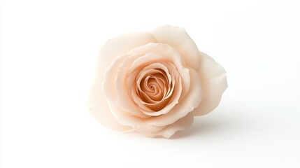 Delicate Blush Rose on Soft White Background Capturing Pure Elegance and Natural Beauty of Floral Design for Various Artistic and Commercial Uses