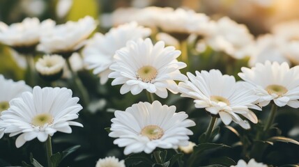 Obraz premium Fresh white flowers blooming in a garden, captured up close, with soft light and greenery providing a peaceful and natural floral background.