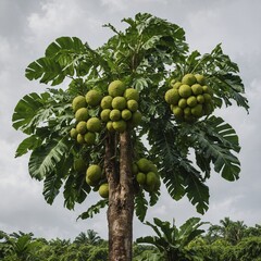 A breadfruit tree with large, round green breadfruits against a white background.