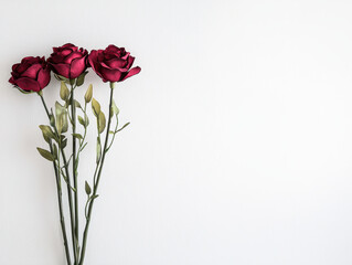 Three cherry red roses with green stems and leaves on white background, Blank background space for text