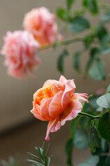 Pink orange beautiful blooming roses in garden, close up.