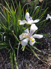 Obraz premium white spring flowers