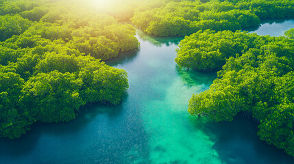 Obraz premium Lush green mangroves intertwined with turquoise waterways, illuminated by soft sunlight. Concept of pristine nature, eco travel, biodiversity, and importance of preserving coastal ecosystems