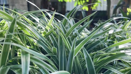 Chlorophytum Comosum (Spider plant, common spider plant, Spider ivy, lili paris)