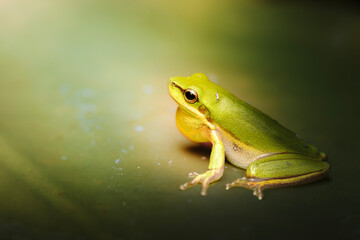 The eastern dwarf tree frog, also known as the eastern sedge-frog, is a species of tree frog. It is a small and very common frog and found on the eastern coast of Australia.