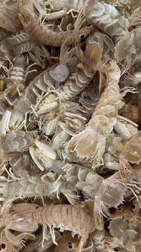 Fresh sea cicadas or squilla mantis shrimps at seafood market