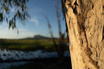 Closeup of Paperbark Tree with strong bokeh of waterhole and hill in the distance
