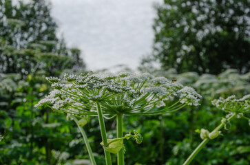Umbelliferous plant Heracleum hogweed grows and blooms