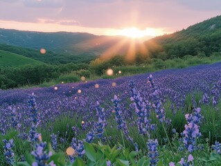 Serene Lavender Field at Dusk with Pink Sky and Sunlight Rays