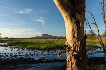Closeup of Paperbark Tree looking up towards the sky