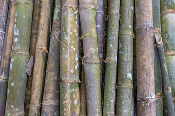 Pile of Bamboo Sticks in Rural Asian Field