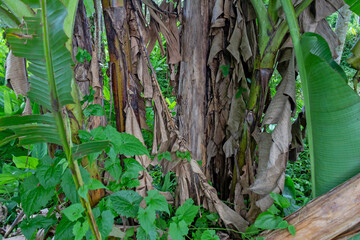 Banana Tree Thriving on Asian Mountain Slopes - Greenery Concept