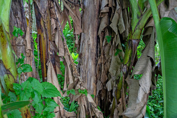 Banana Tree Thriving on Asian Mountain Slopes - Greenery Concept