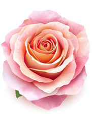 detailed illustration of pink and peach rose with soft petals and realistic texture